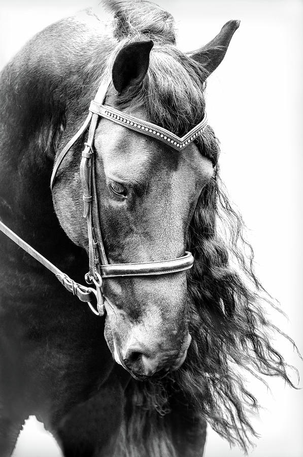 Black Friesian Horse Headshot Photograph