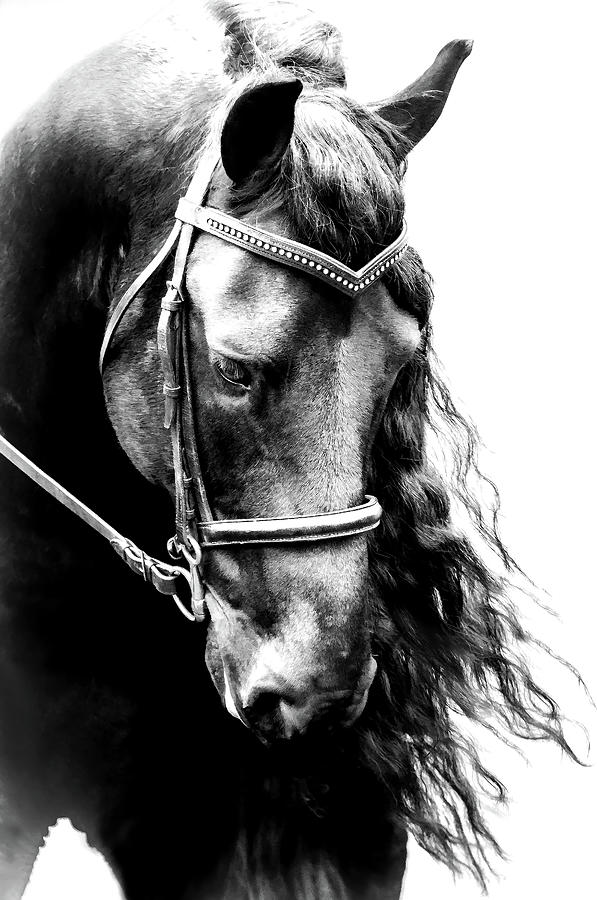 Black Friesian Horse Headshot II Photograph