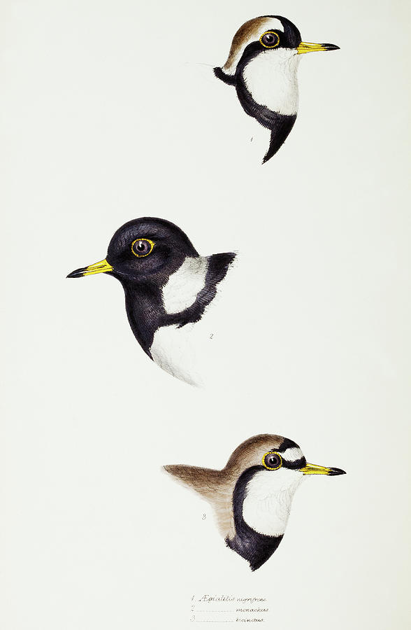 John Gould Drawing - Black-fronted dotterel, Lesser sand-plover and Double-banded plover by John Gould
