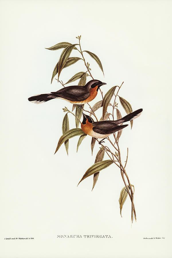 John Gould Drawing - Black-fronted Flycatcher, Monarcha trivirgata by John Gould
