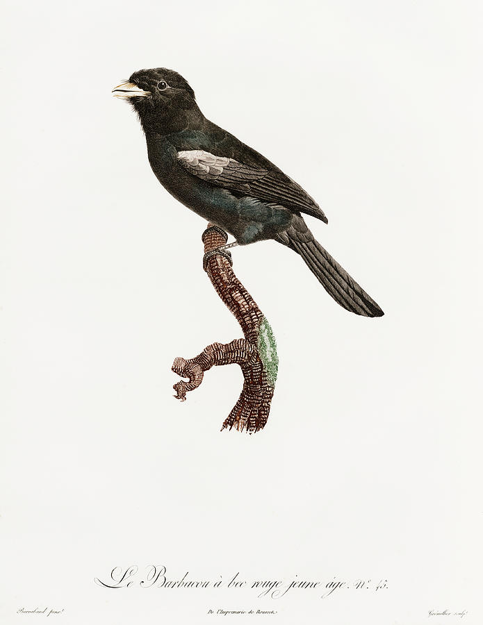Black Fronted Nunbird - Vintage Bird Illustration - Birds Of Paradise - Jacques Barraband  Digital Art by Studio Grafiikka