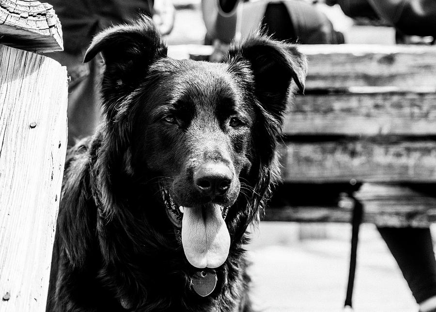 Black And White Photograph - Black German Shepherd in Black and White by Donald Rogers