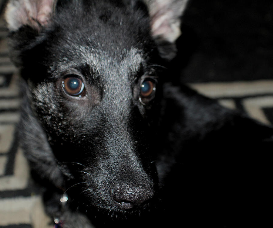 Black German Shepherd Puppy Photograph by Bill Hein