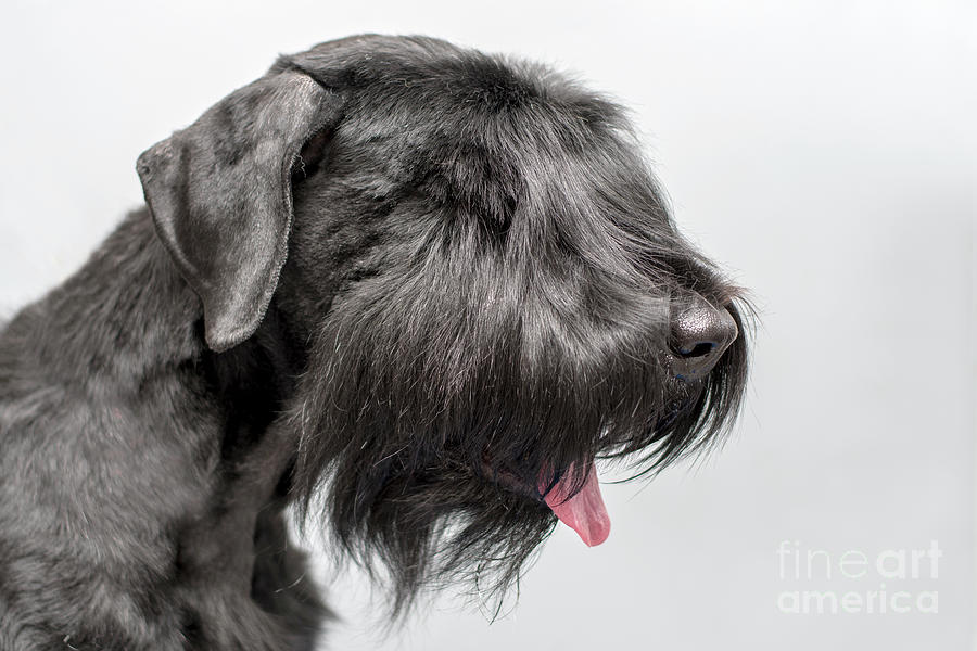 https://images.fineartamerica.com/images/artworkimages/mediumlarge/3/black-giant-schnauzer-borislav-stefanov.jpg