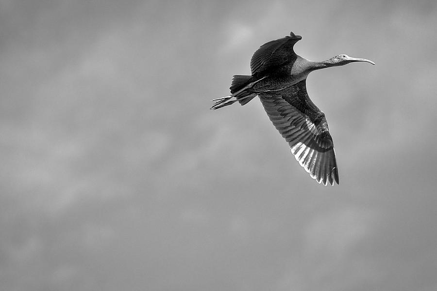 Black Glossy Ibis in Flight Black and White Photograph by Montez Kerr