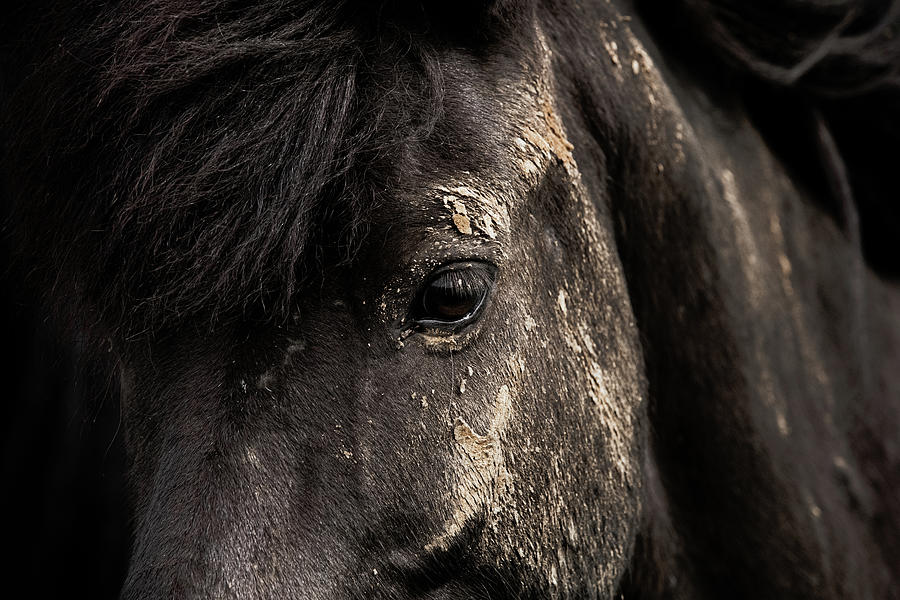 Black Gold - Horse art Photograph by Lisa Saint