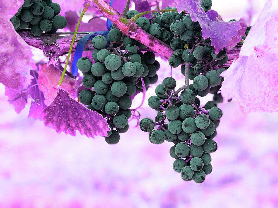 Black Grape - Infrared - Purple Digital Art