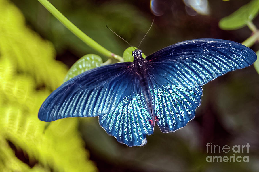 Blue Great Mormon Butterfly in Reiman Gardens One Photograph by Bob Phillips