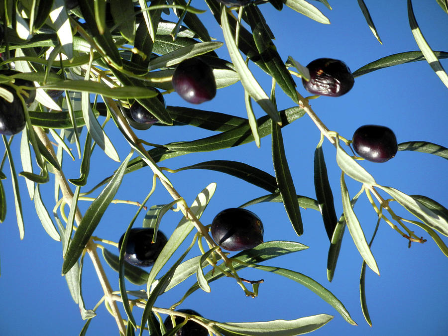Black Greek Olives Photograph by Alexandras Photography