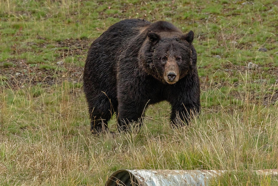  Black Grizzly Boar Photograph by Yeates Photography