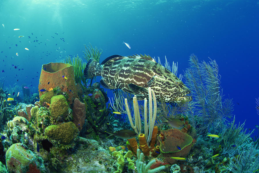 Black grouper drifting through coral reef Photograph by Comstock