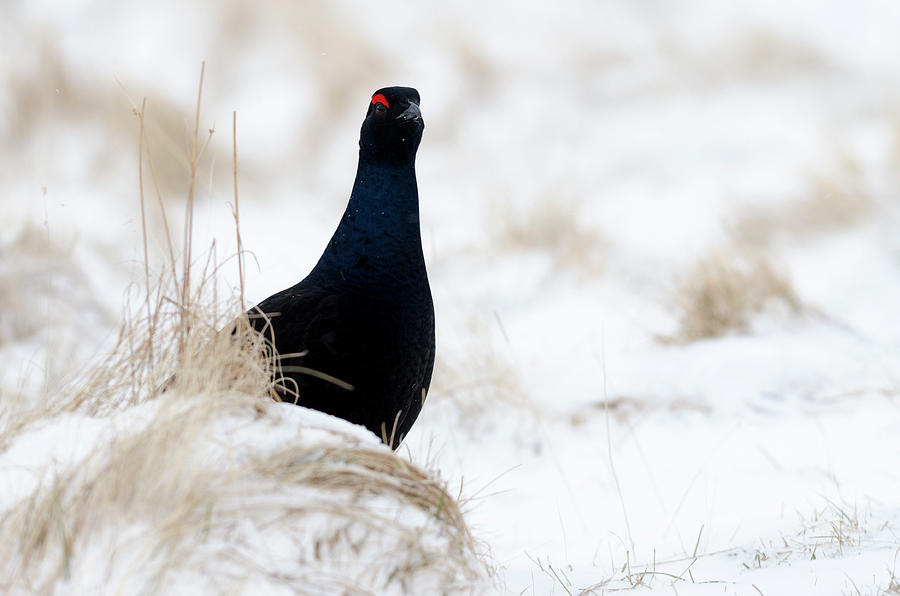 Winter Photograph - Black Grouse by Laura Richardson