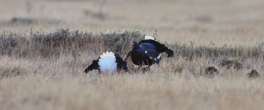 Black Grouse Test Scheme At Fall Photograph