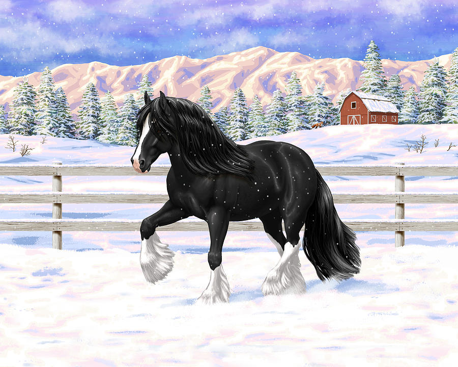 Black Gypsy Vanner Irish Cob Tinker Draft Horse In Snow