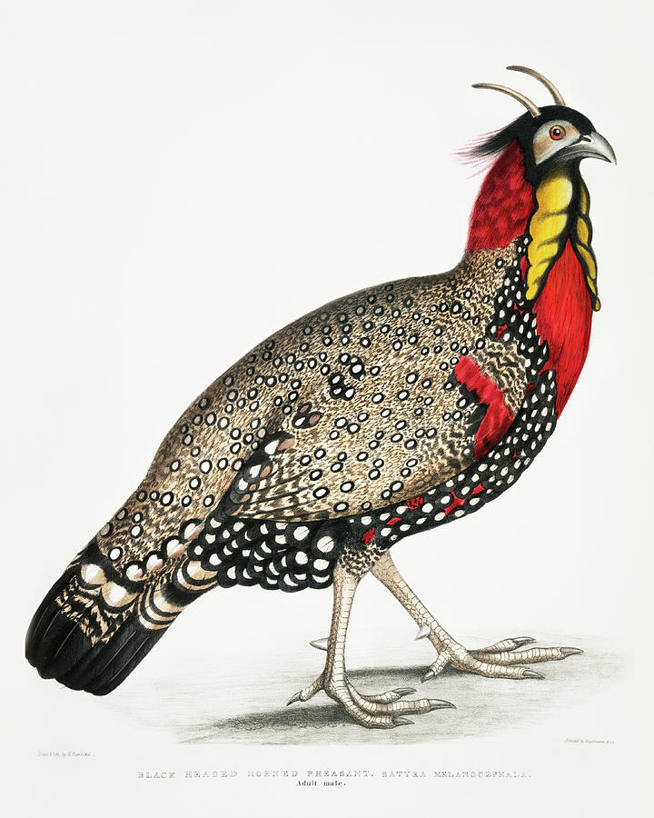 Black head Horned Pheasant Mixed Media by World Art Collective