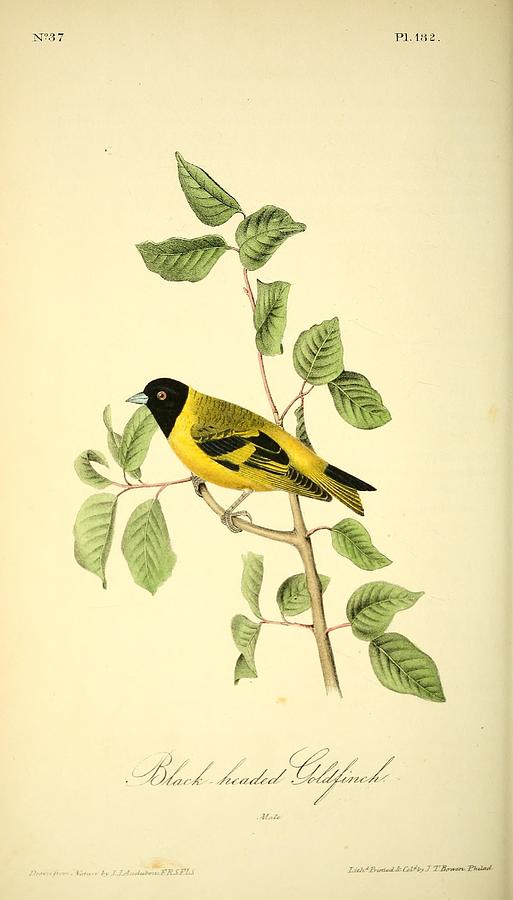 Black headed Goldfinch Mixed Media by John Audubon
