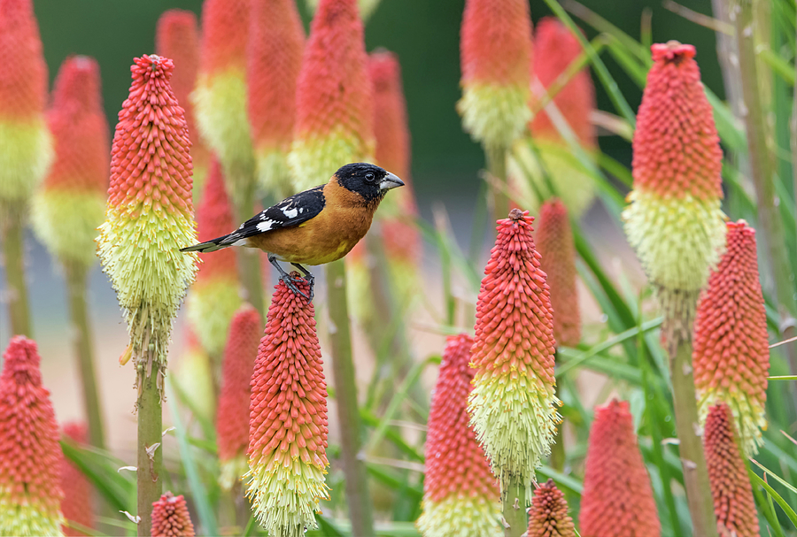 Black-headed Grosbeak in the Torch Lilies Photograph by Loree Johnson