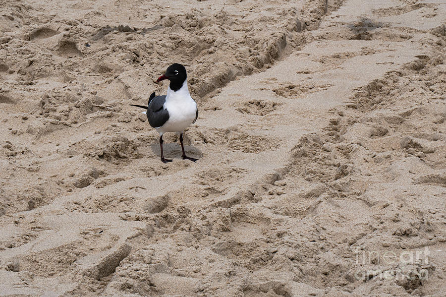 Black-Headed Gull in the Sand Photograph by Bob Phillips