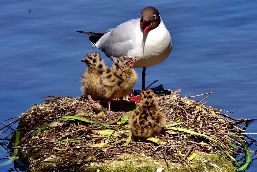 Black Headed Gull Nest And 3 Chicks at Castle Espie  Photograph by Neil R Finlay