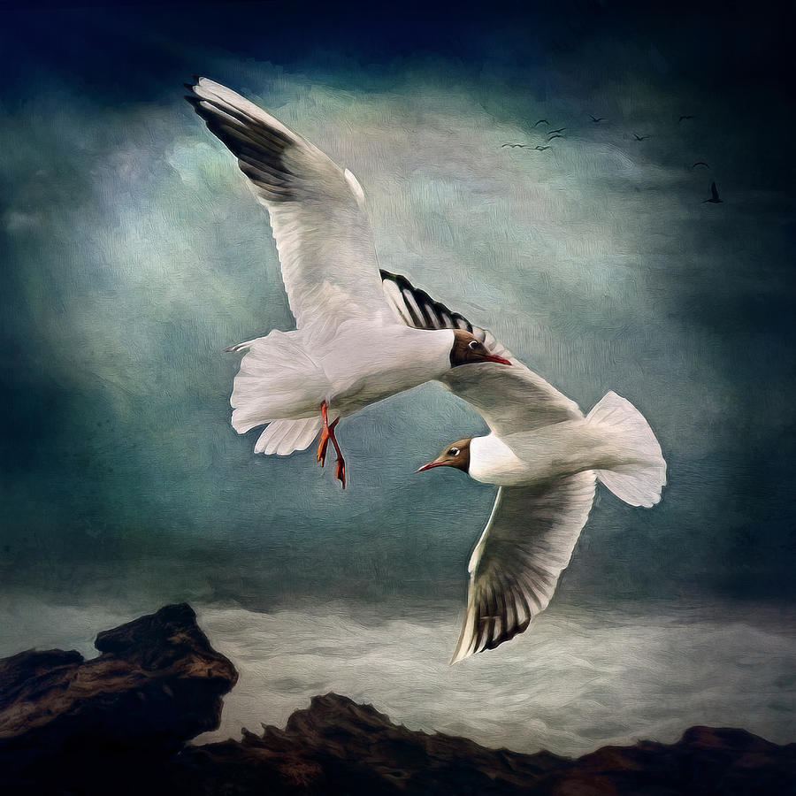 Black Headed Gulls Digital Art by Maggy Pease