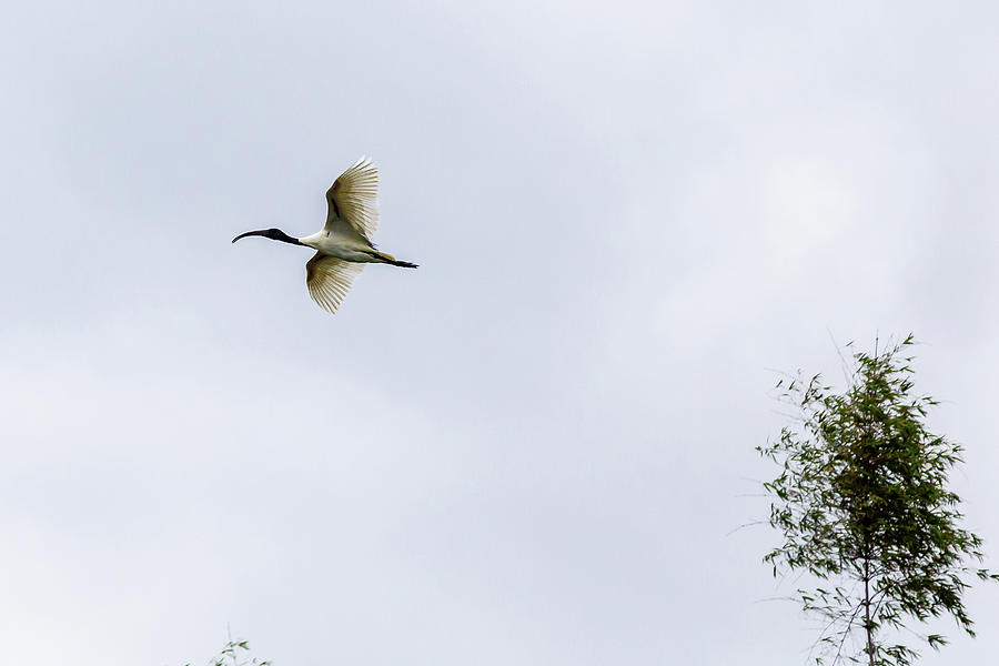 Black-headed ibis Photograph by SAURAVphoto Online Store