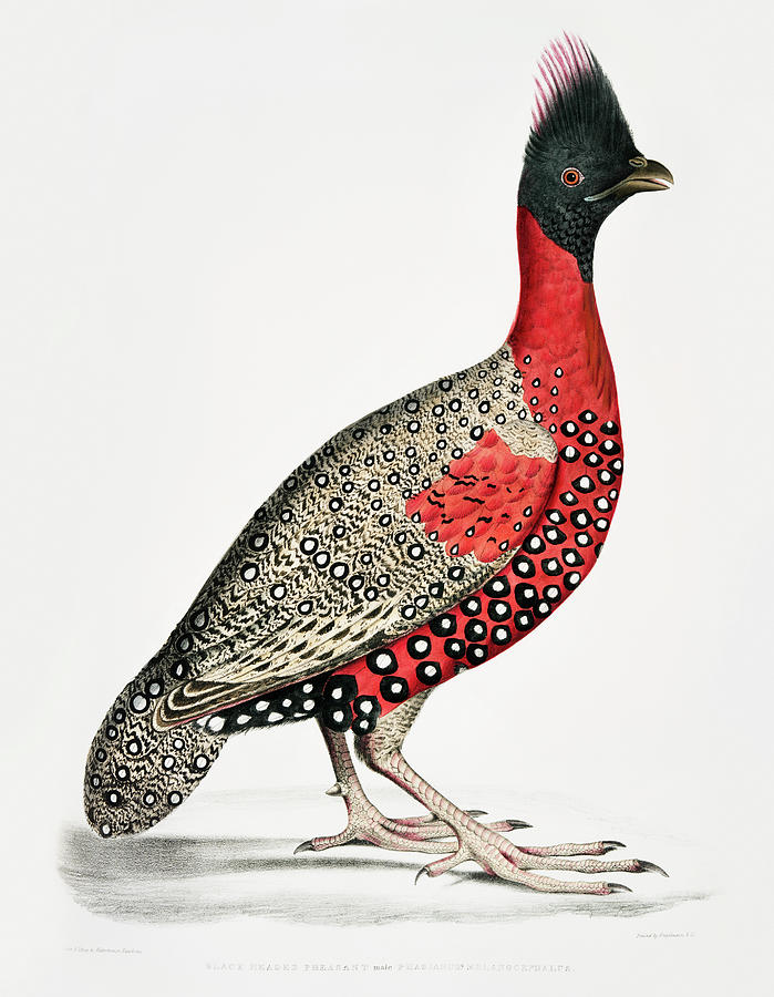 Black headed Pheasant Mixed Media by World Art Collective