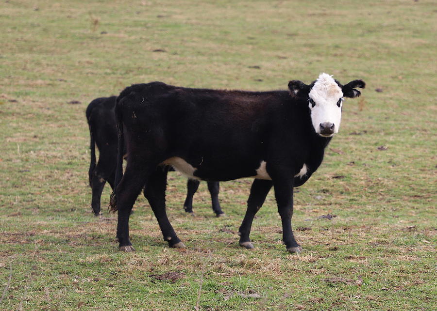 Black Hereford Cow And Calf 2 Photograph by Cathy Lindsey - Fine Art