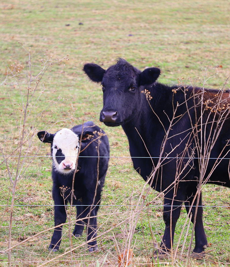 Black Hereford Cow And Calf Photograph by Cathy Lindsey - Fine Art America