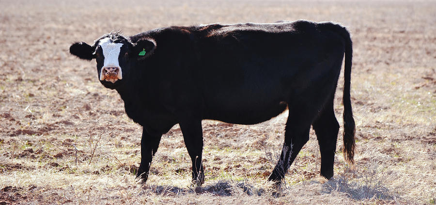 Black Hereford Cow Panorama Photograph by Gaby Ethington - Fine Art America