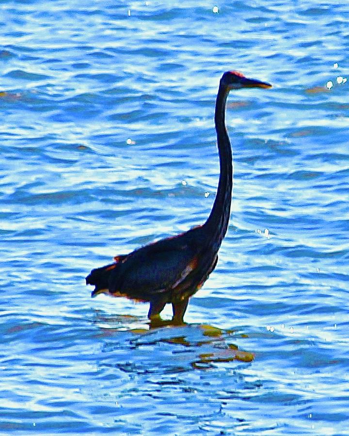 Black Heron Bird Photograph by Lorna Maza - Fine Art America