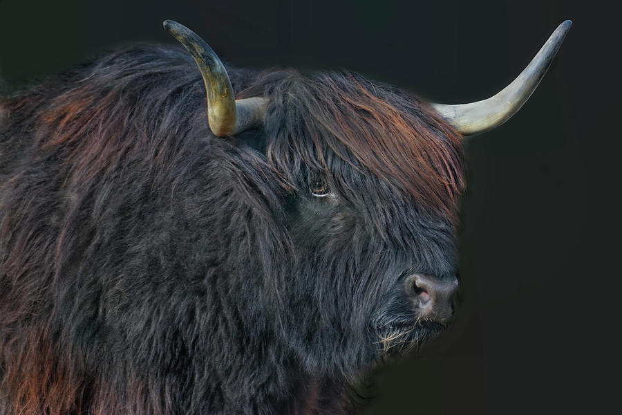 Black Highland Cattle Cow Photograph