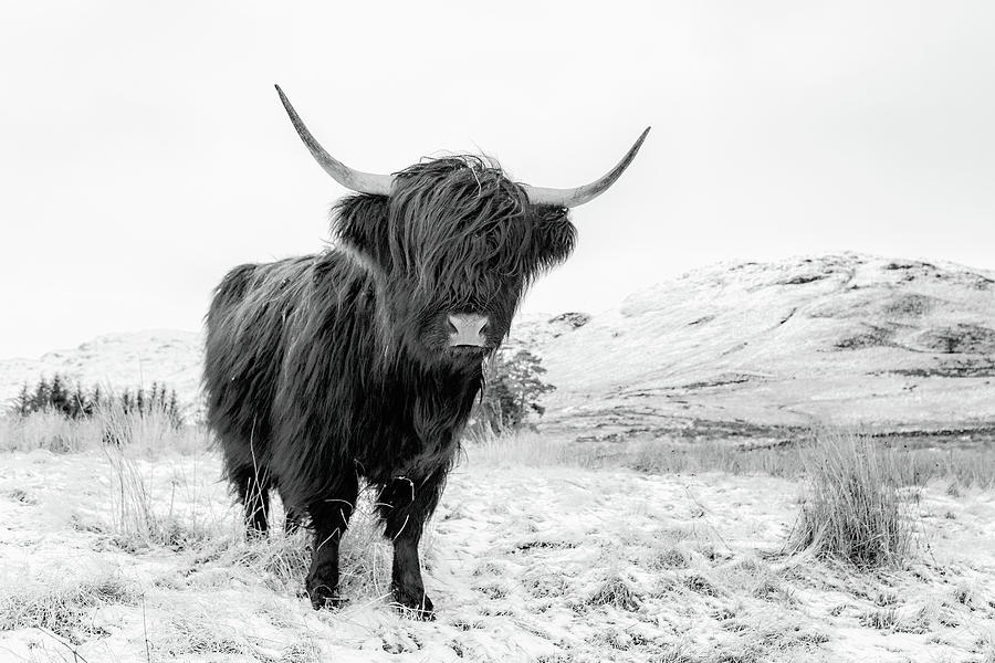 Black Highland Cow Photograph