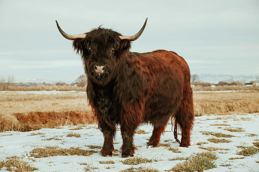 Black Highland Cow Photograph By Riley Bradford Pixels 3039