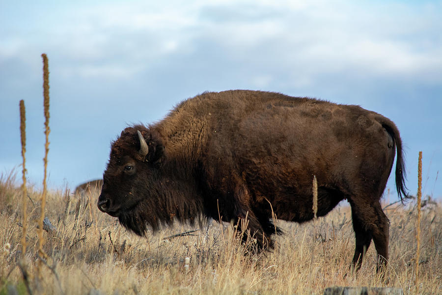 Black Hills American Bison Photograph by Kyle Hanson
