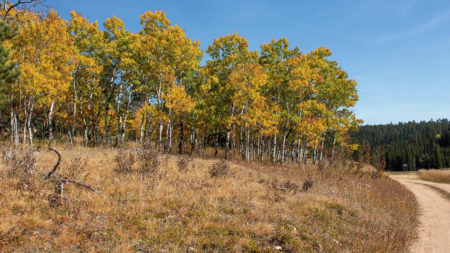 Black Hills Aspens Golden Color Photograph by Cathy Anderson