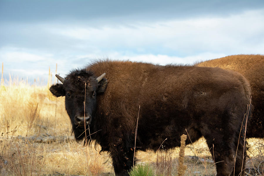 Black Hills Bison Photograph by Kyle Hanson