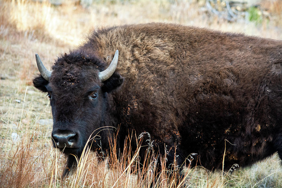 Black Hills Bison South Dakota Photograph by Kyle Hanson