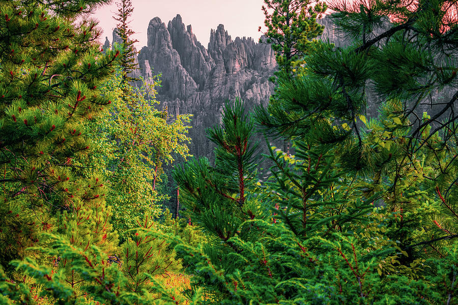 Landscape Photograph - Black Hills Cathedral Spires Through The Trees by Gregory Ballos