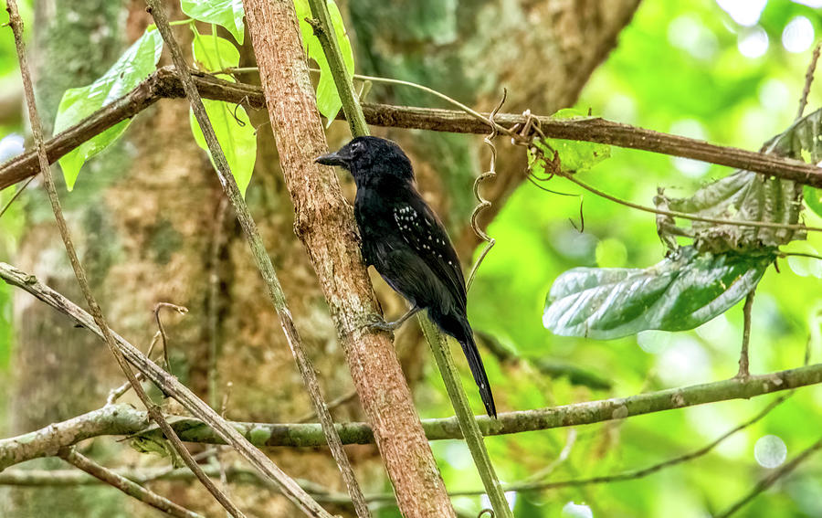Black-hooded Antshrike, Costa Rica Photograph by Marcy Wielfaert