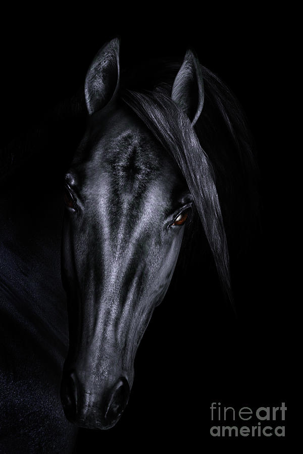 Black Horse 3D Portrait Digital Art by Ann Garrett