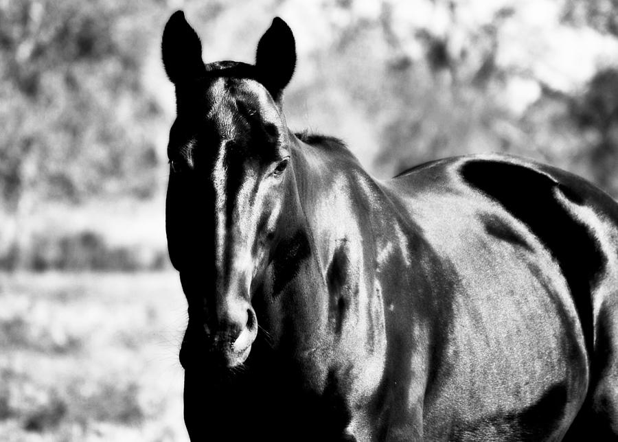 Black Horse in Black and White Photograph by Gaby Ethington