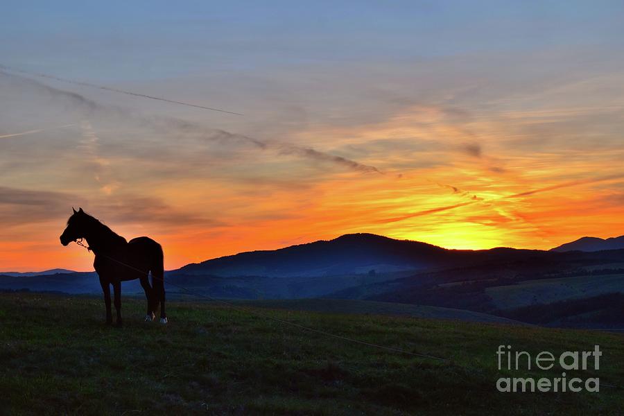 Black Horse In The Sunset  Photograph by Leonida Arte