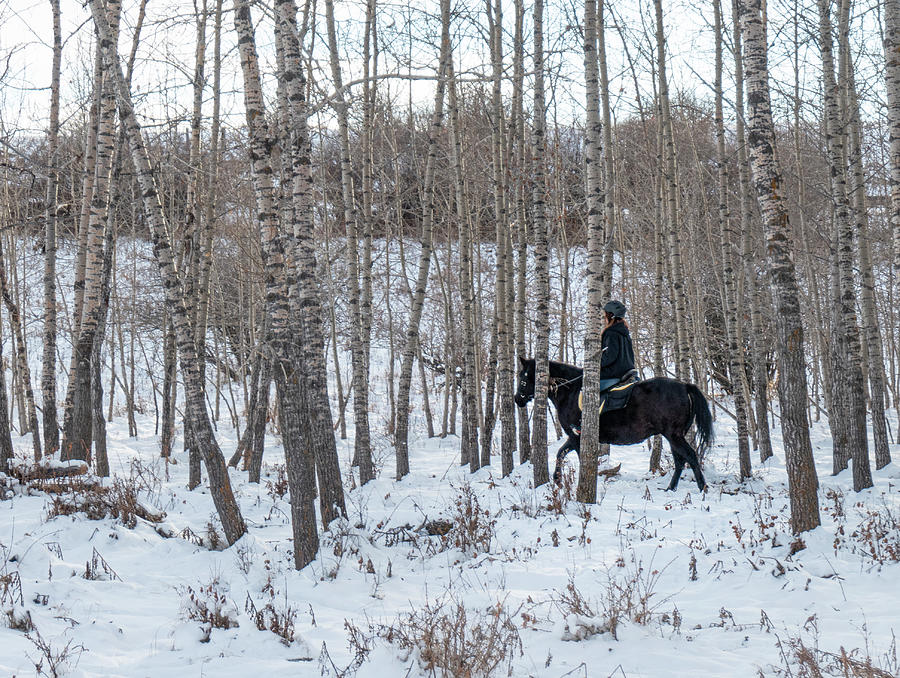 Black Horse In Winter Woods Photograph by Karen Rispin