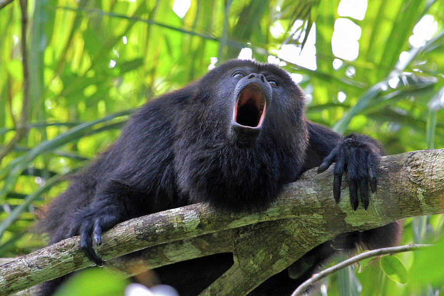 Download Black Howler Monkey Howling Pictures