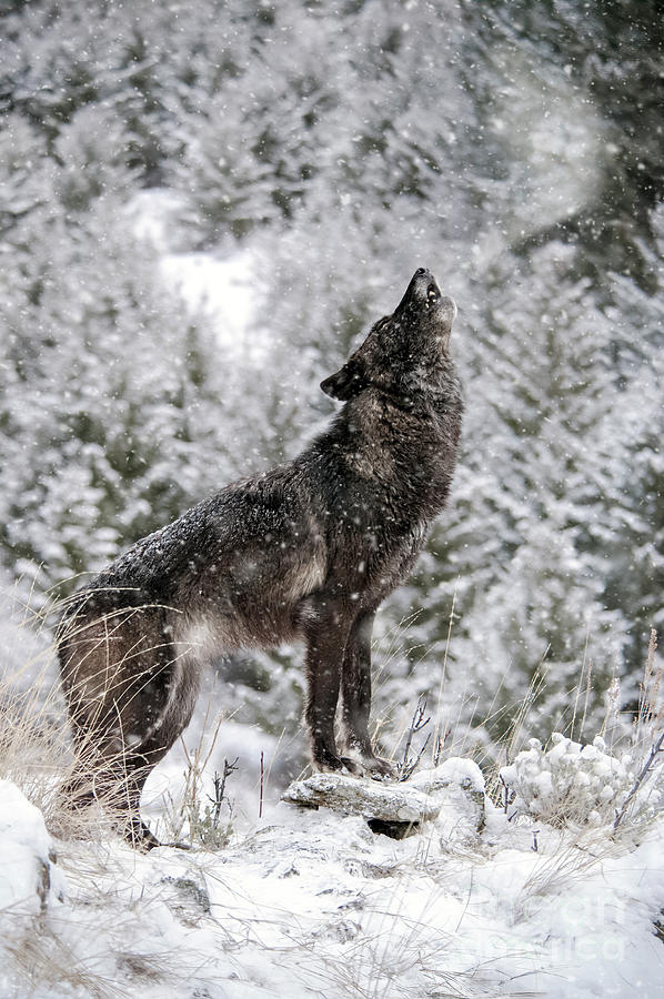 Black Howling Wolf Photograph by Wildlife Fine Art