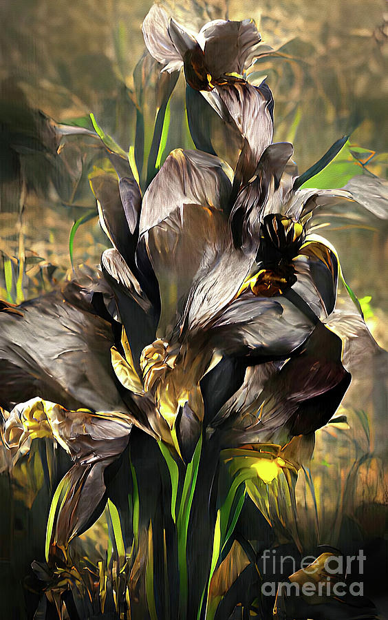 Black Iris Digital Art