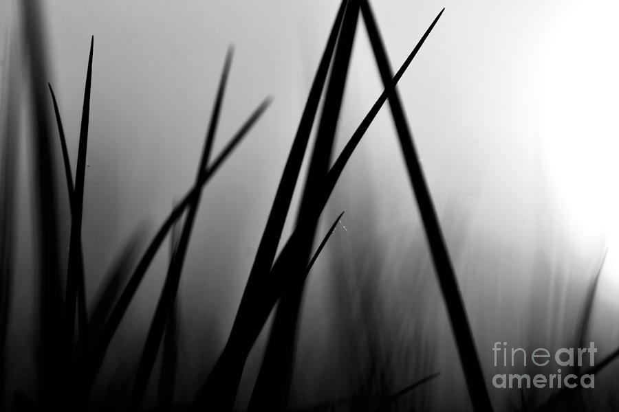 Black is the Blade Grass Photograph by Debra Banks