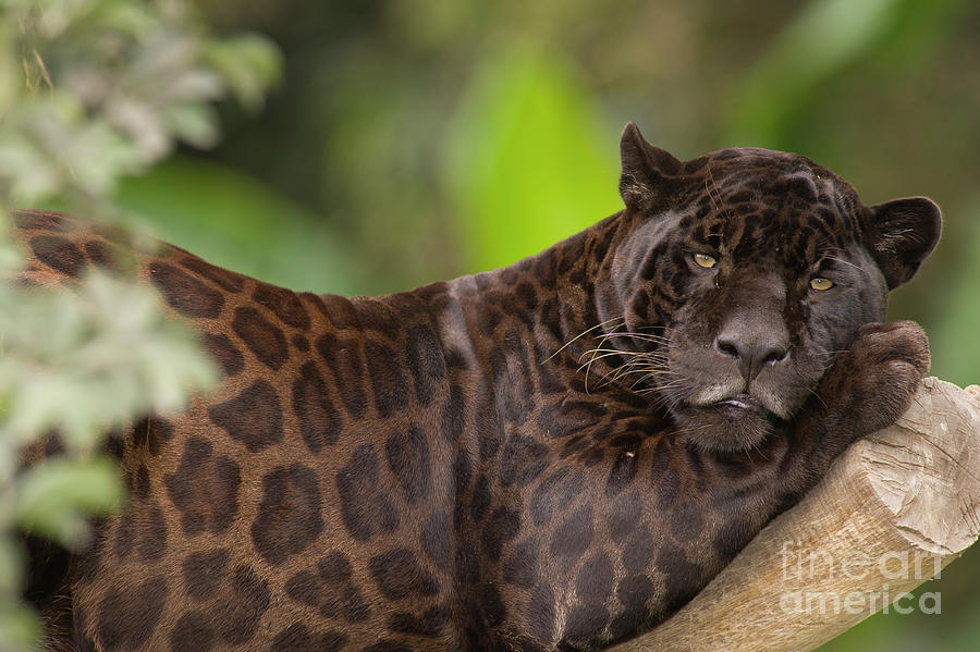 Black Jaguar Resting Photograph by Roland Seitre