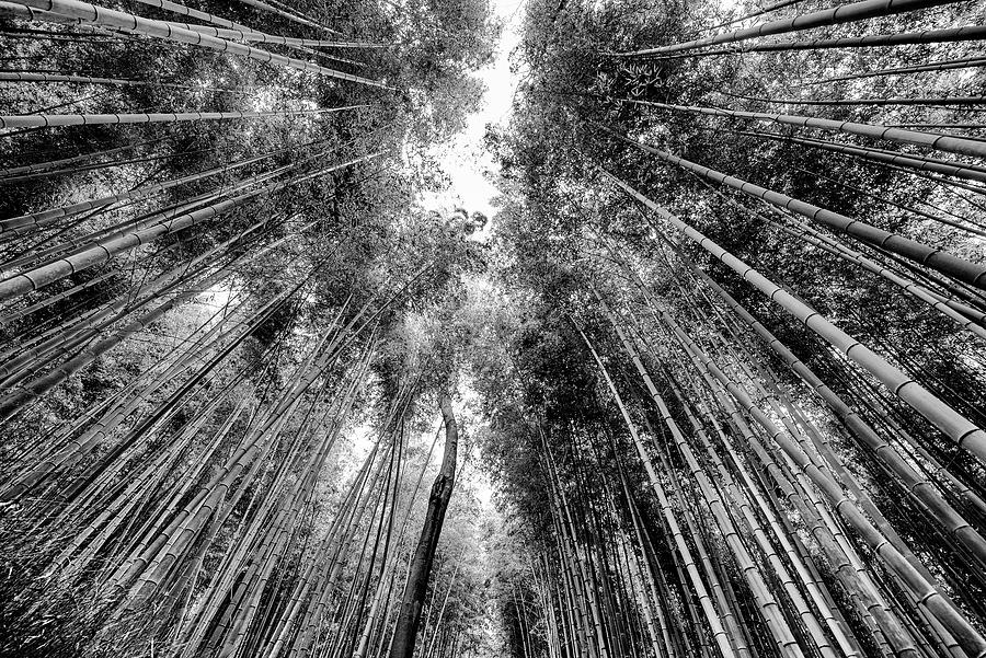 Black Japan Collection - Sagano Bamboo Forest Photograph by Philippe ...