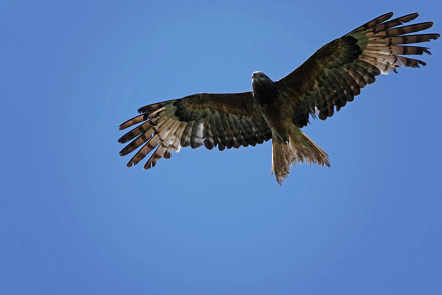 Black Kite soaring overhead Photograph by Maryse Jansen